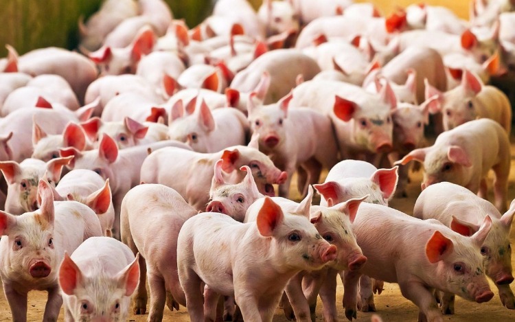 El proyecto de producción porcina con China